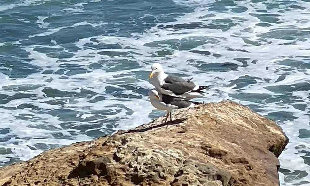 do seagulls travel alone