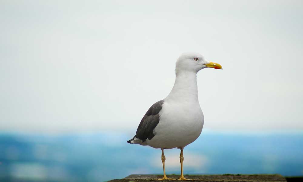 do seagulls travel alone