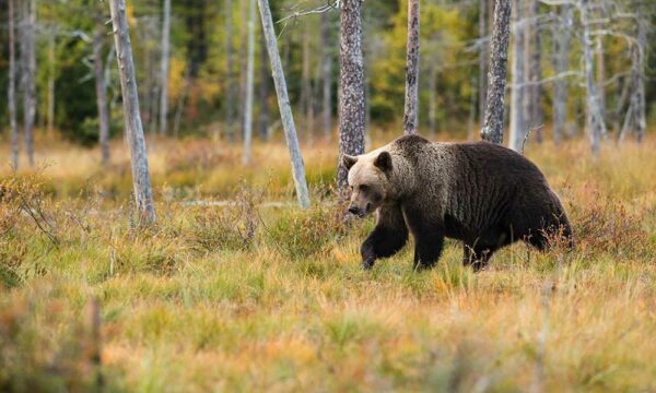 Are Bears Omnivores Or Carnivores? • The Grom Life