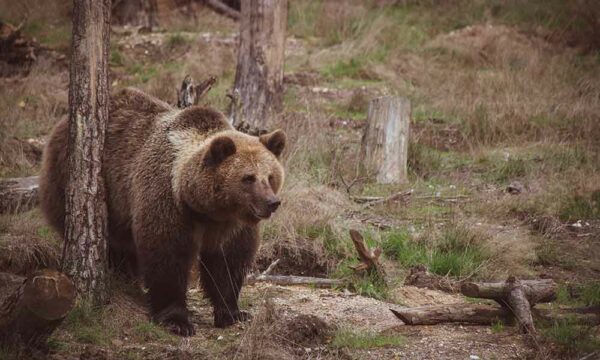 Identifying Bear Scat: What Bear Poop Looks Like • The Grom Life